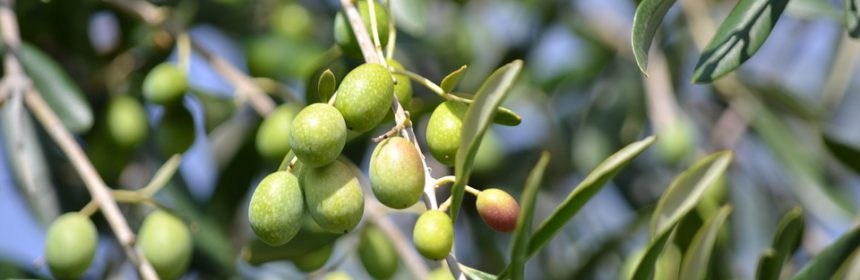 olive albero